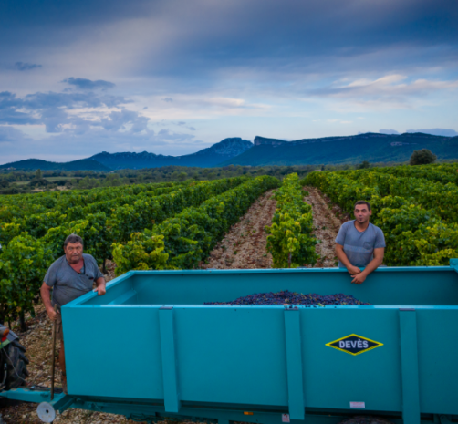 Les vendanges des Vignerons de la Gravette